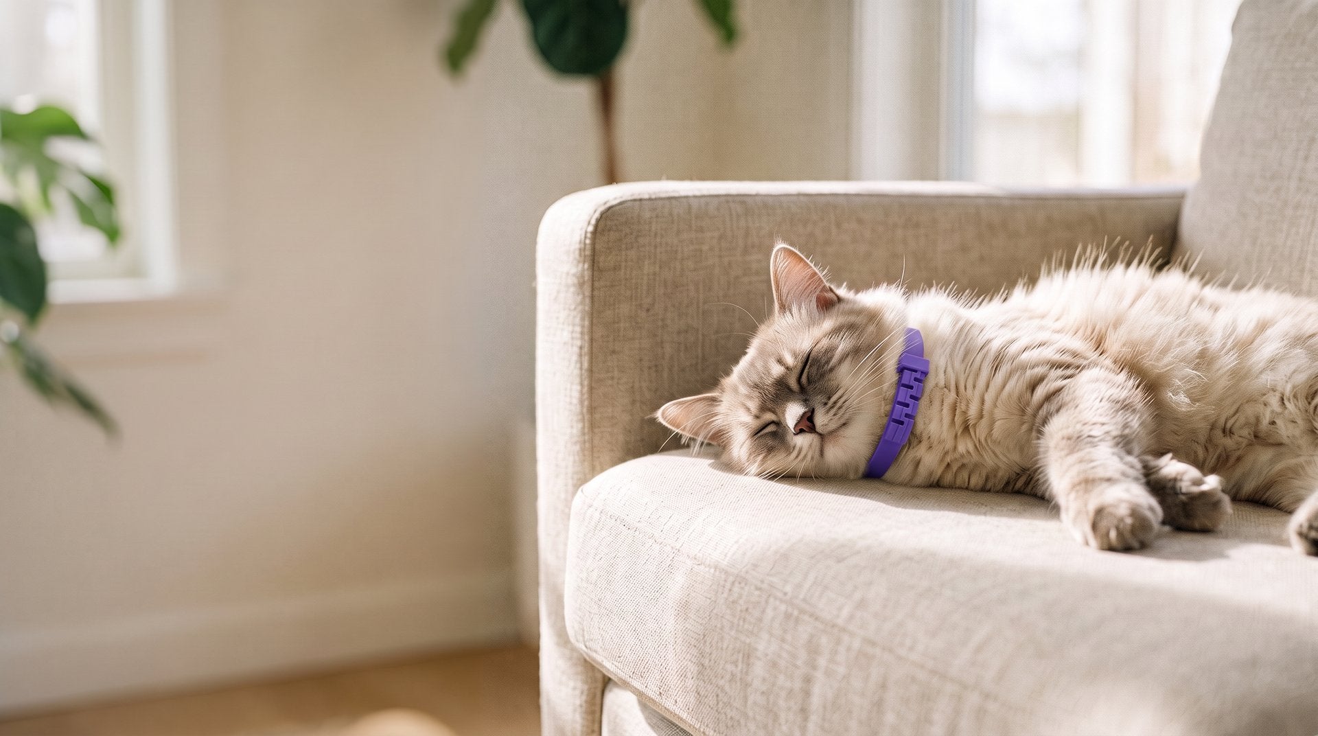 Entspannte Katze mit Morino Beruhigungs-Halsband auf dem Sofa