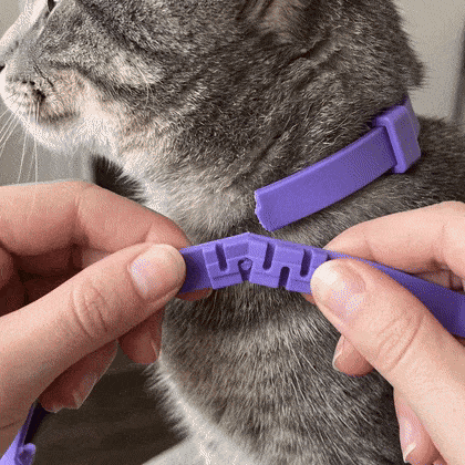 Das Morino Halsband öffnet sich an der Sollbruchstelle
